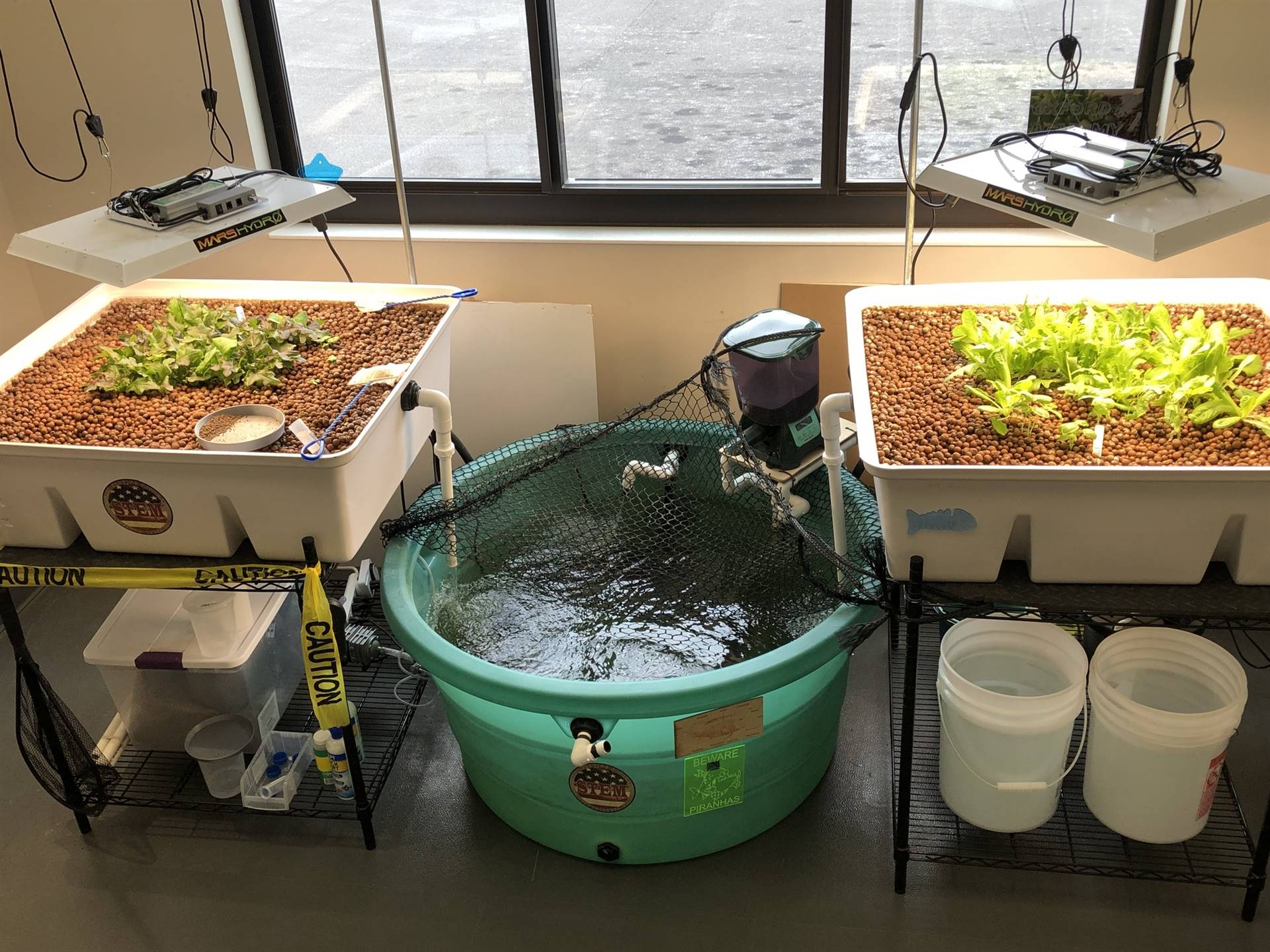 Aqua tank and plants